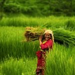 “प्रदेशमै पहिलोपटक धान रोप्ने अत्याधुनिक मेसिन भित्र्याएका छौँ” nepal_rice_field