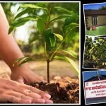 ‘एक घर, एक ओखर बिरुवा’ अनिवार्य :रास्कोट नगरपालिका raskot-nagarpalika2023-07-03-02-07-34