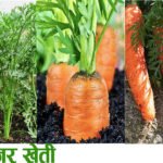 gajar-kheti_sajilomedia