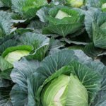 Cabbage.1