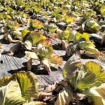 IMG20250126112120-768×432