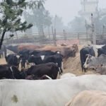 chhada_gai_twn2Hda8Ut