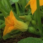 फर्सी खेतीको लागि उपयुक्त माटो र वातावरण farsi