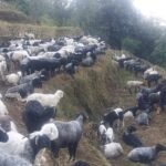 61b81f623bceb_Veda_Goth-Taplejung