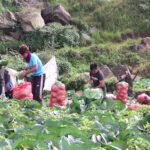 तरकारी किसानको पीडा : राखौँ दुई दिन टिक्दैन, बेचौँ पाँच रुपियाँ उठ्दैन 706654744vegetables-farming