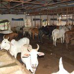 महोत्तरीका गौशालामा रहेका गाईलाई आहारा अभाव cow