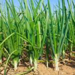 झापामा प्याजखेती प्रवर्द्धन गर्न ५० प्रतिशत अनुदान onion-farming-768x434