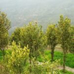 suntala-kheti-ma-climate-change-ko-effect_fPSIWPKQTo