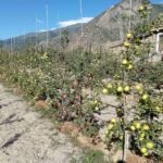 मुस्ताङमा स्याउखेती विस्तार हुँदैं swrf