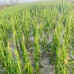 asina_pani_3cZiZlpBQN