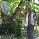 banana-kheti-karaa-768×470