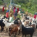 पाल्पाको एउटै वडाबाट डेढ करोडको खसीबोका बिक्री khasi-boka