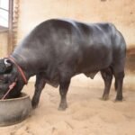 बाँकेमा मुर्रा राँगाबाट पाडापाडी उत्पादन सुरु murraraga