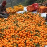 गोरखामा दश करोडको सुन्तला बिक्री orange-(1)
