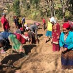 आलुको-बिउ-उत्पादन-फोटो-१