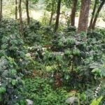 Coffee-Kheti-Taplejung