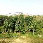 जसले तरकारी खेती गरेर तीन छोरीलाई स्नातकोत्तर पढाए Tarkari-kheti