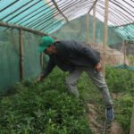 भोजपुरको वैकुण्ठेमा सुन्तला, कागती फलफूल सिकाइ केन्द्र स्थापना Untitled-3 (2)