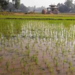 सप्तरीमा यस वर्ष चैते धान उत्पानमा वृद्धि हुने chaite-dhaan