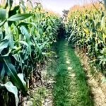 dudwa-6-ko-makai-kheti