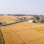 marchawar-gahu-kheti