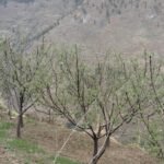 असिनाले जुम्लाको स्याउमा लाखौँको क्षति 1000069420