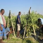 बारीबाट बजारसम्म, तरकारीले ल्याएको परिवर्तन 20250516_162211