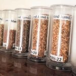 जुम्ली मार्सीको नयाँ जात, स्वाद उस्तै Jumal-Marsi-dhan-Research-Photo-Netra-Shahi