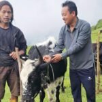 ताप्लेजुङको मैवाखोला गाउँपालिकाले अनुदानमा कृषकलाई दियो चौँरी तथा याक Yak_Chauri_Bitaran