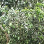 बागवानी केन्द्र नवलपुरको आपँ ५३ लाखमा ठेक्का aaap