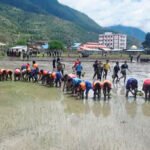 जुम्लाको शेरा खेतमा कालीमार्सी धान रोपाइँ ropaai