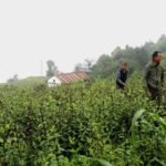 भोजपुरका किसानहरु व्यवसायिक चिराइतोखेतीबाट १२ लाखसम्म आम्दानी लिँदै 20250610_184051