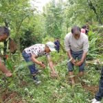 ताप्लेजुङमा फुङ्लिङ नगरपालिकामा श्रमदानमार्फत अलैँची रोपियो Alaichi-Ropio-Taplejung