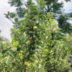 दाङमा स्याउका बिरुवा उत्पादनसँगै खेती विस्तार गरिँदै apple