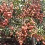 gorkha1