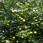 बाहुनडाँगीमा हात्तीको उपद्रो रोक्न कागती खेती Untitled-1-(1)