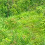 सामुदायिक वनको झाडी फाँडेर तीन सय रोपनी क्षेत्रमा निहुरो र अम्रिसोखेती Untitled-4