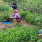 सल्यानमा सुन्तलाका बिरुवाको माग धान्नै मुस्किल suntala-biruwa-2