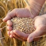 किसानलाई अनुदानमा गहुँको बीउ gahu_XaVpy1d08Y_iHoC77HeTr